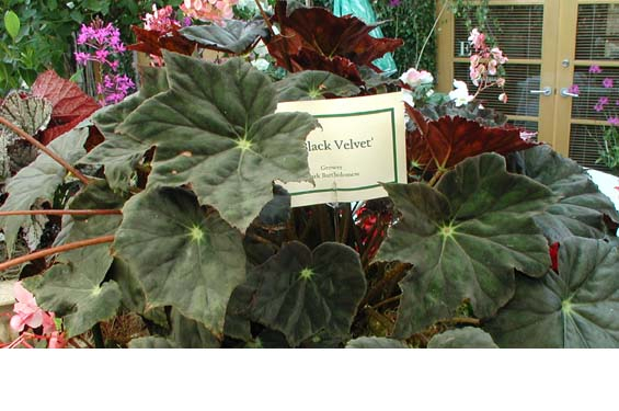 B. ‘Black Velvet’